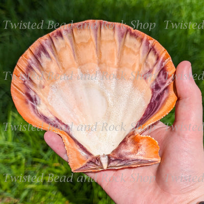 Lion's Paw Shell