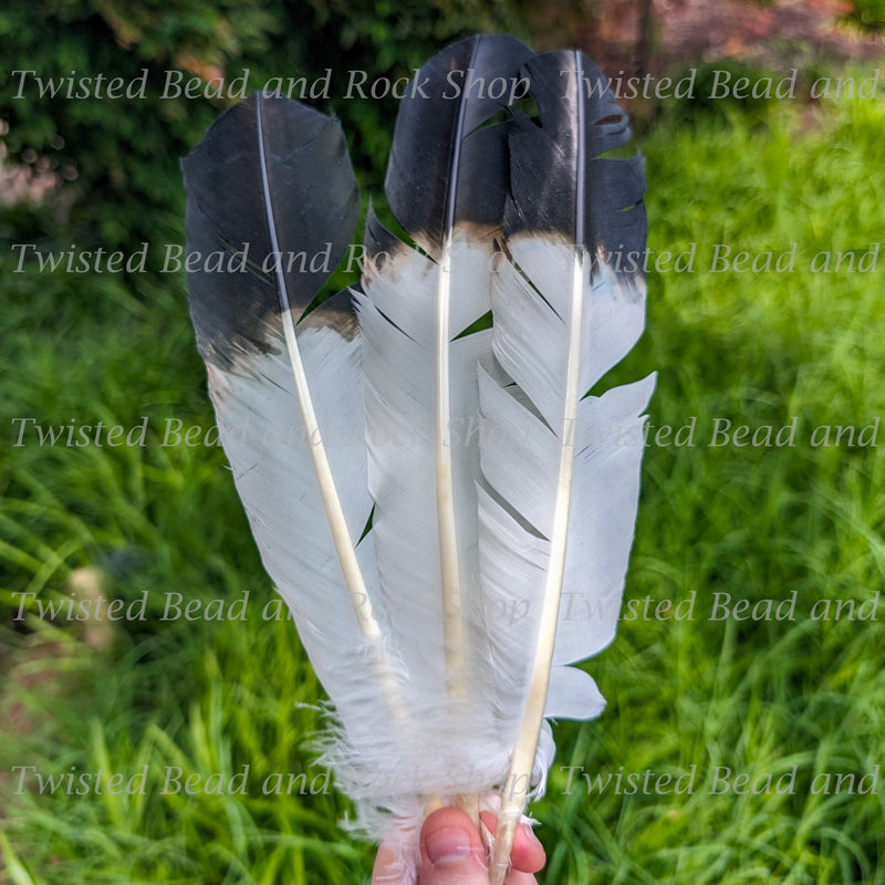 Turkey Feather for Smoke Cleansing